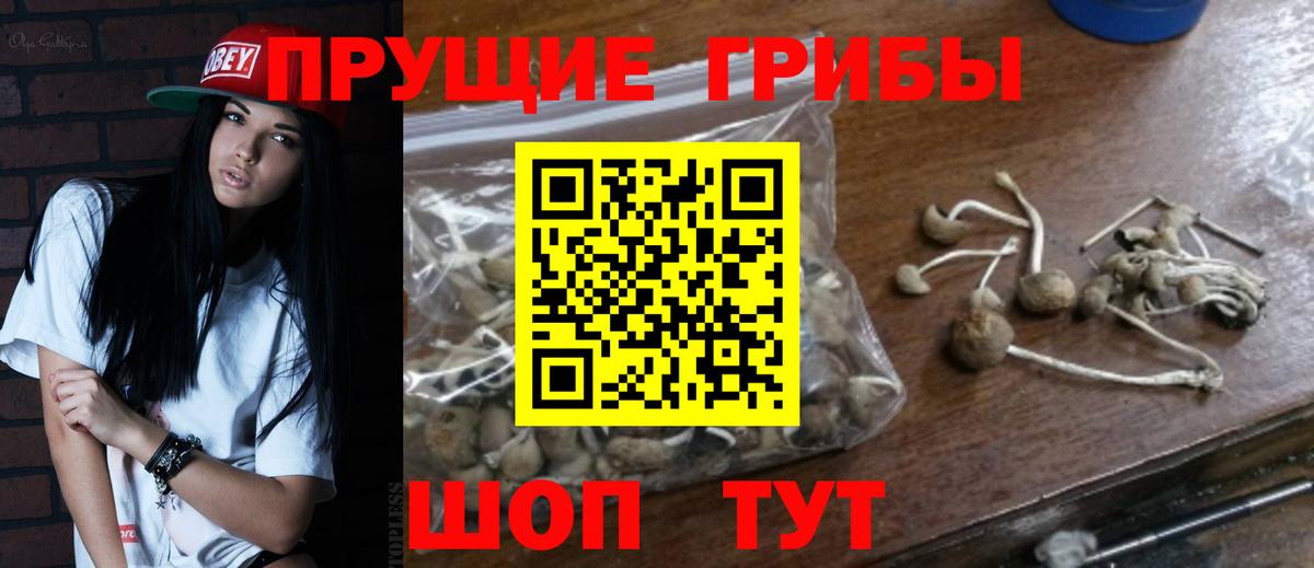 Сальск  Галлюциногенные грибы Cubensis  Вход с VPN 